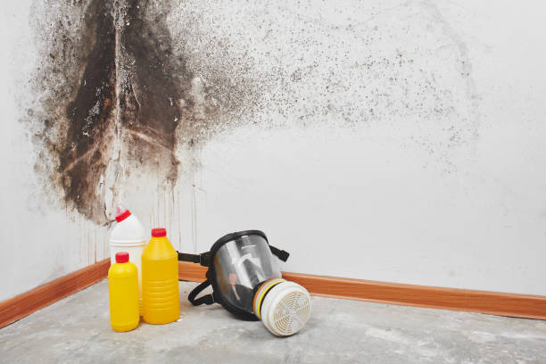 Best Health and Safety Mold Remediation in Sequim, WA