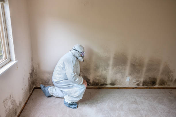 Best Localized Mold Remediation (e.g., coastal areas, humid climates) in Sequim, WA