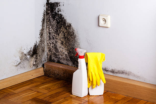 Best Mold Remediation for Schools in Sequim, WA