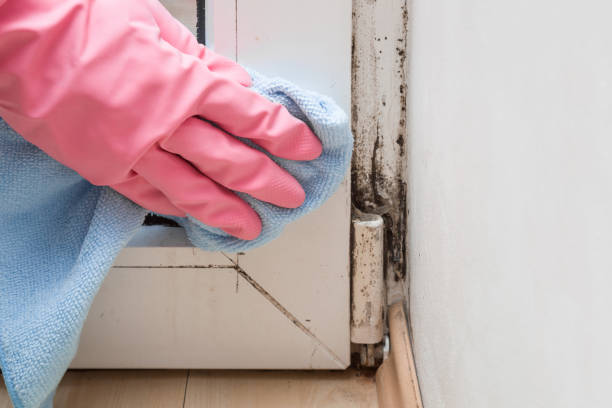 Best Residential Mold Remediation in Sequim, WA