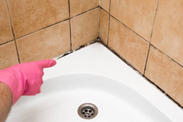 Best Emergency Mold Remediation in Sequim, WA